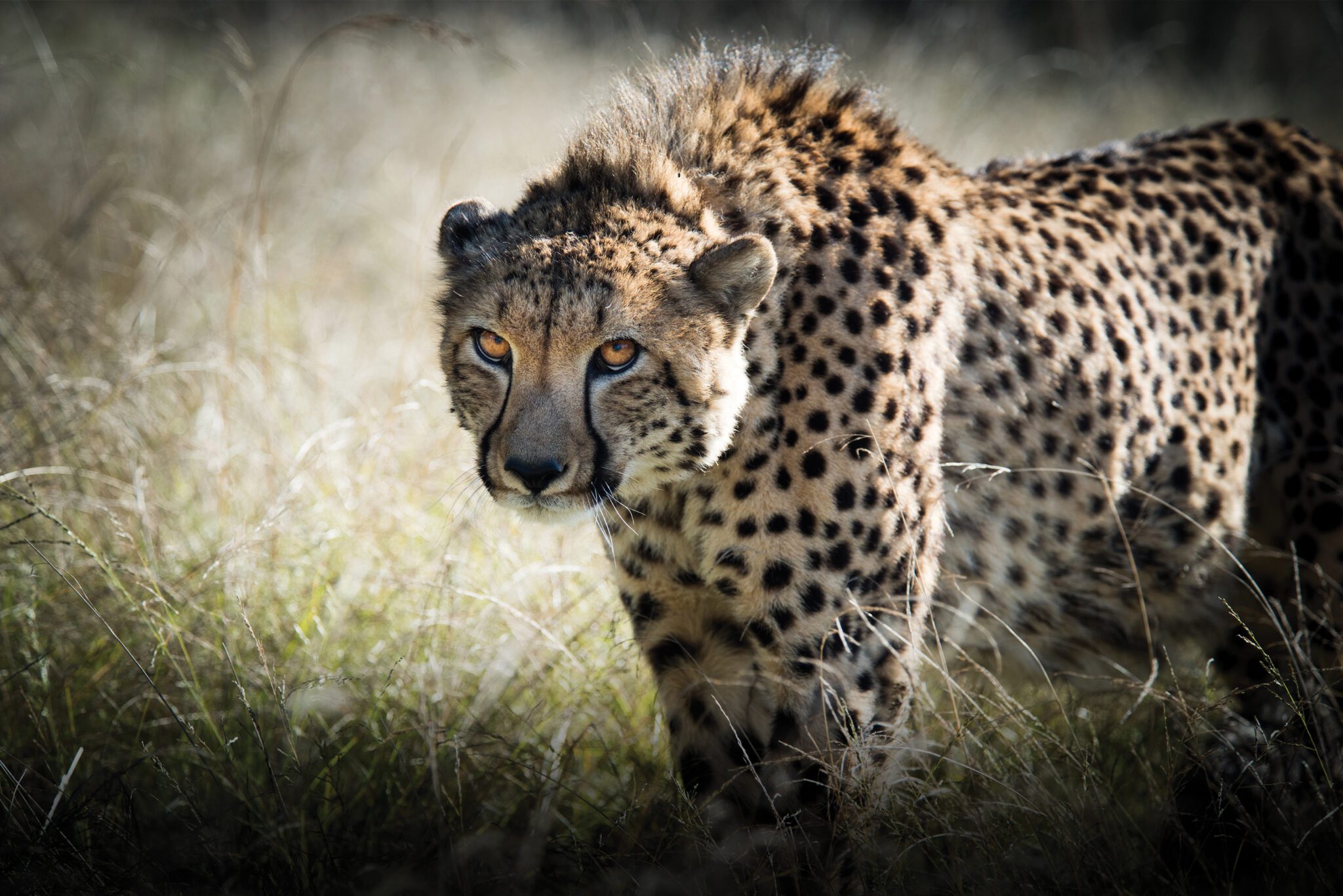 Natural Rival Spots In The Fynbos! - Safari Lodge Accommodation | Gondwana Private ...