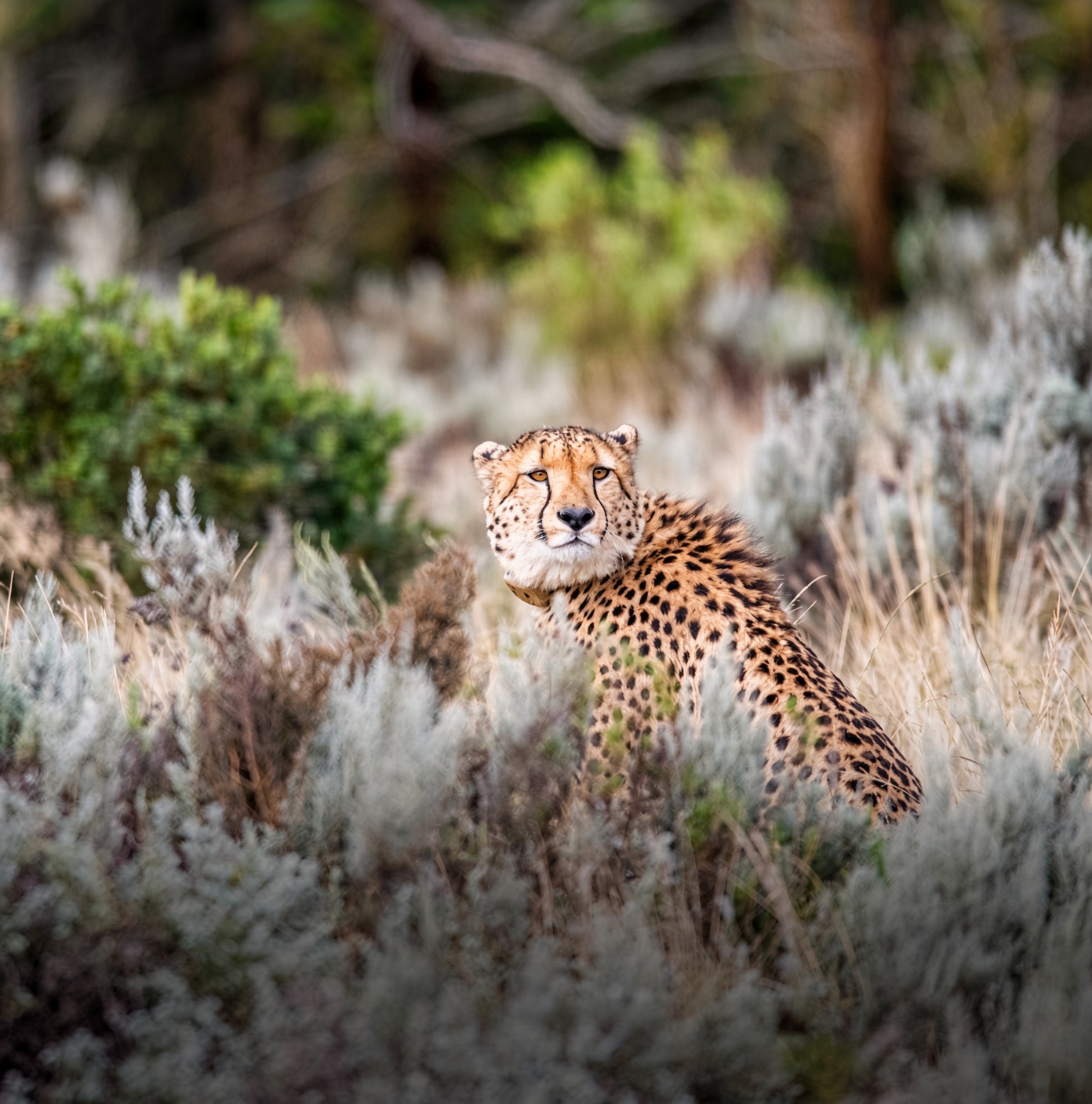 Cheetah with collar on Gondwana Game Reserve