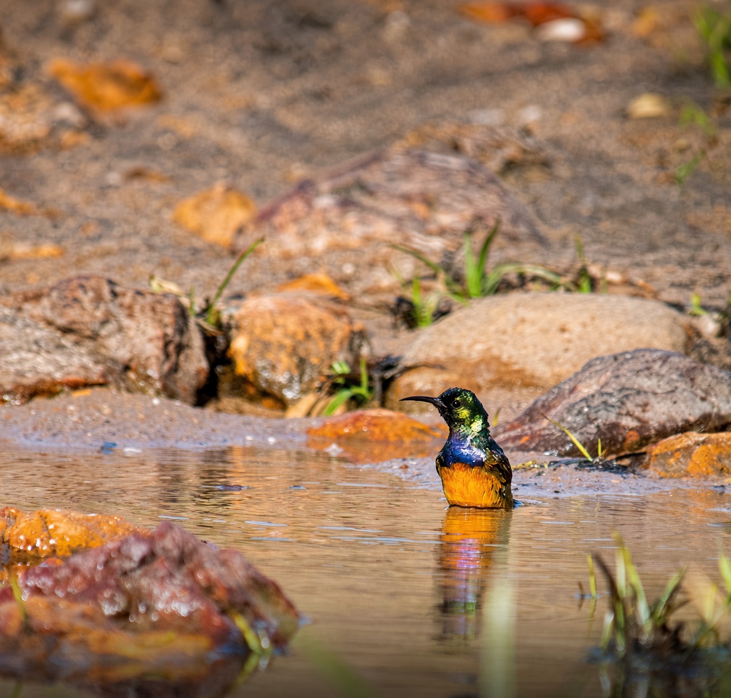 Sunbird at a puddle on Gondwana