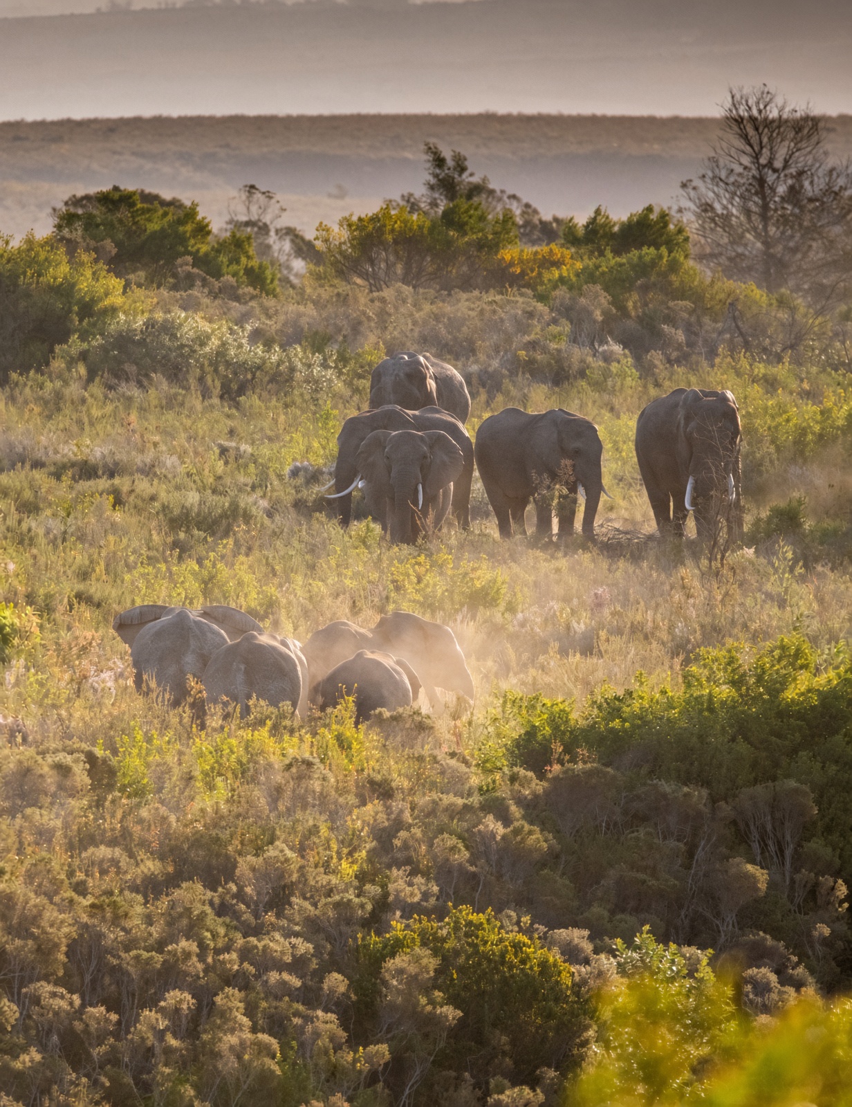 Elephants in scrub on Gondwana