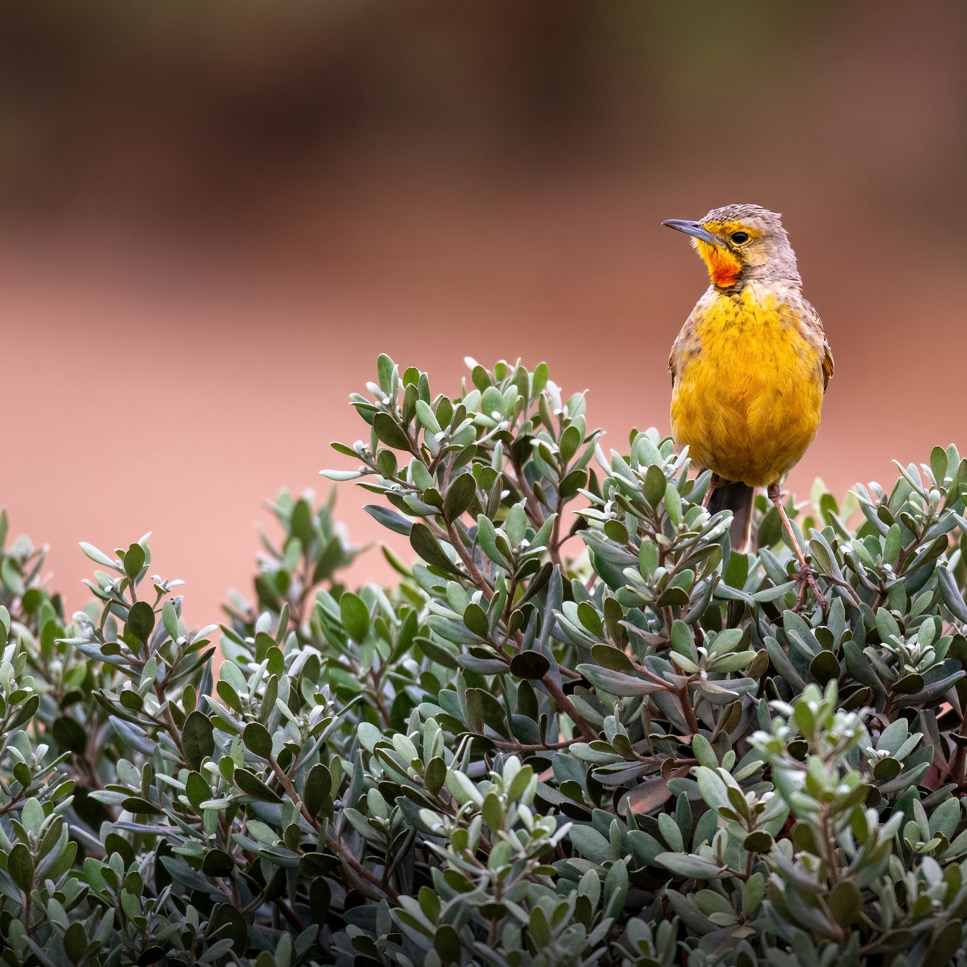 Cape longclaw on Gondwana Game Reserve