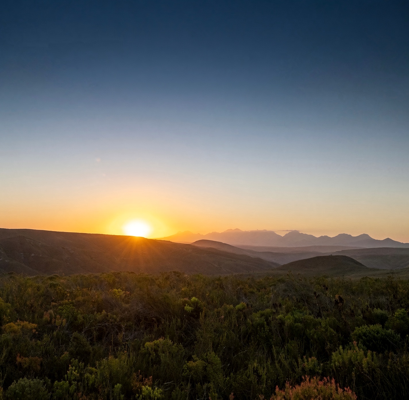 Fynbos at sunset at Gondwana Game Reserve