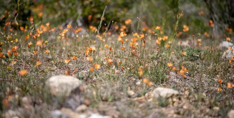 Spring bulbs on the reserve, from the homeowner newsletter