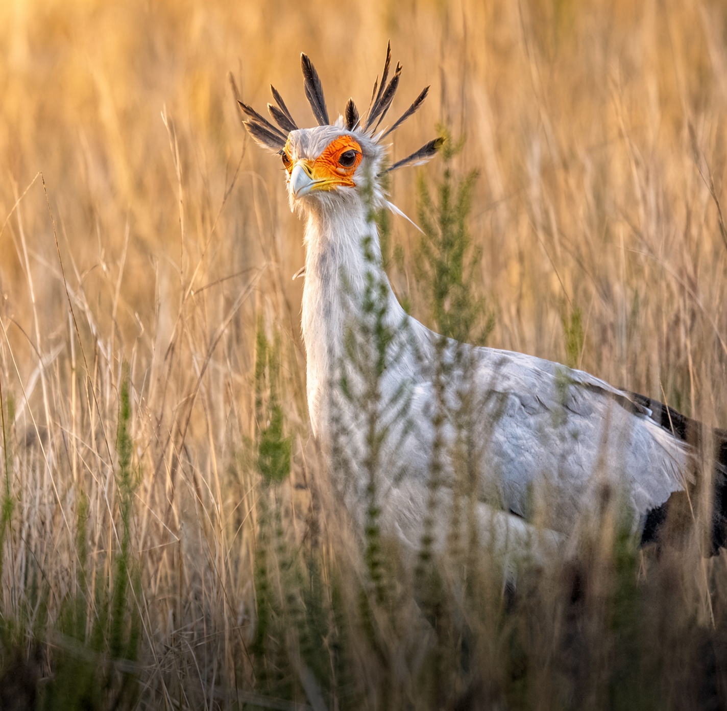 Secretarybird at golden hour on Gondwana Game Reserve