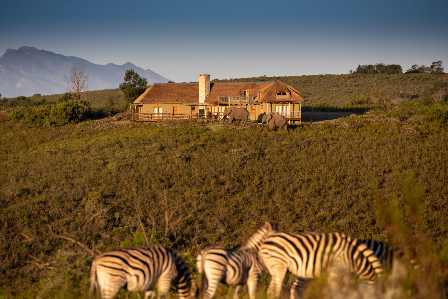 A thatched Lehele Villa in the fynbos at golden hour, with two elephants by the villa and zebra grazing in the foreground.