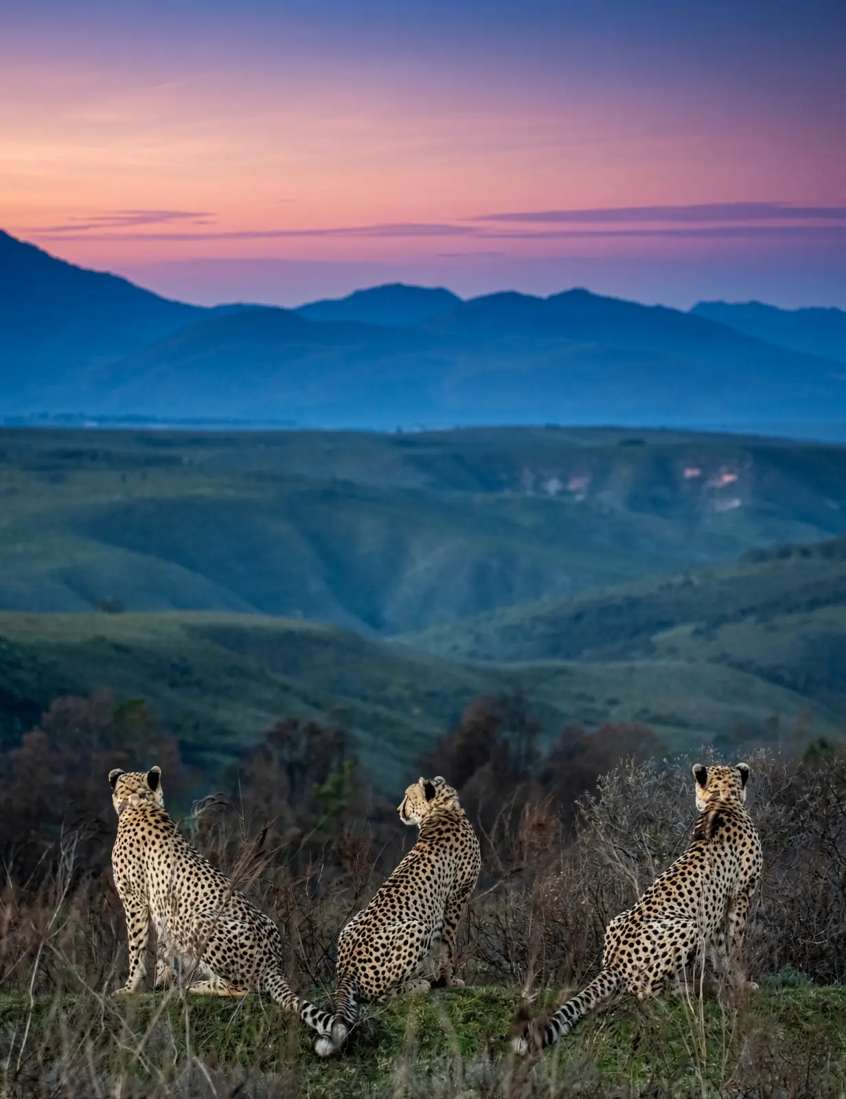 Three cheetahs on a ridge at Gondwana Game Reserve