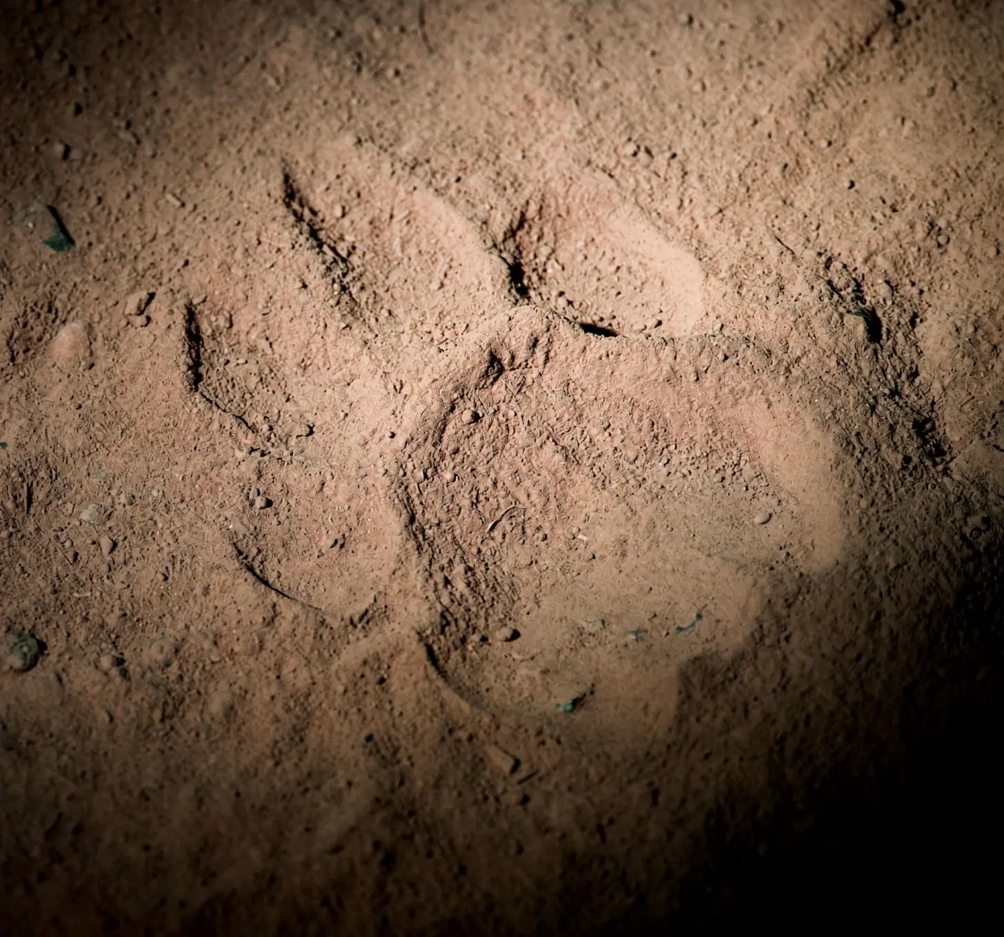 Animal track paw print in sand at Gondwana Game Reserve